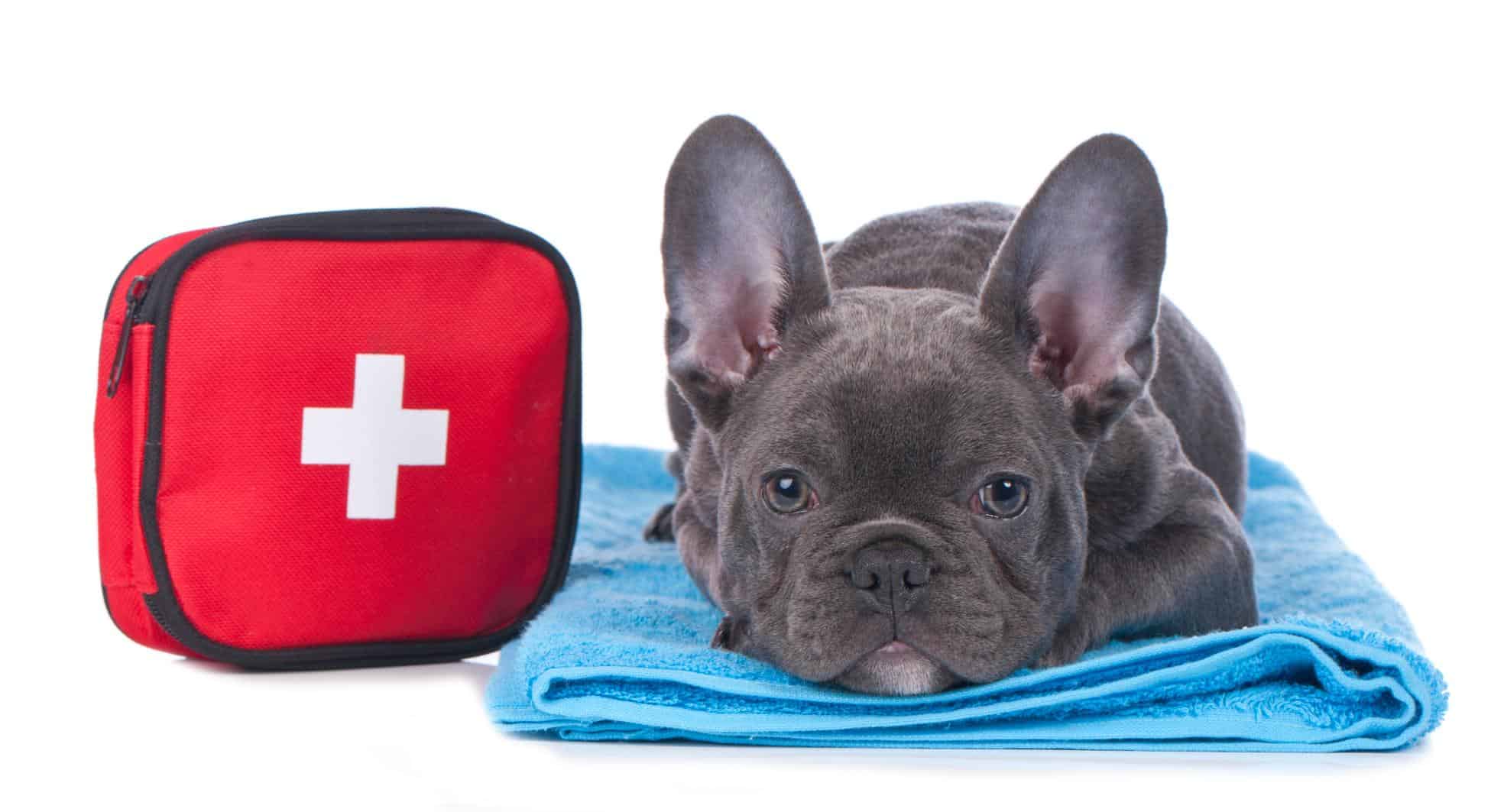 Essential Pet First-Aid Tips and Techniques