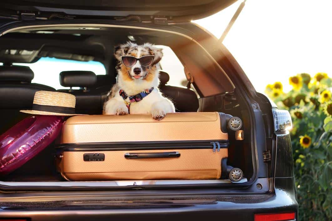 Summer Break Travel Tips for Pet Owners