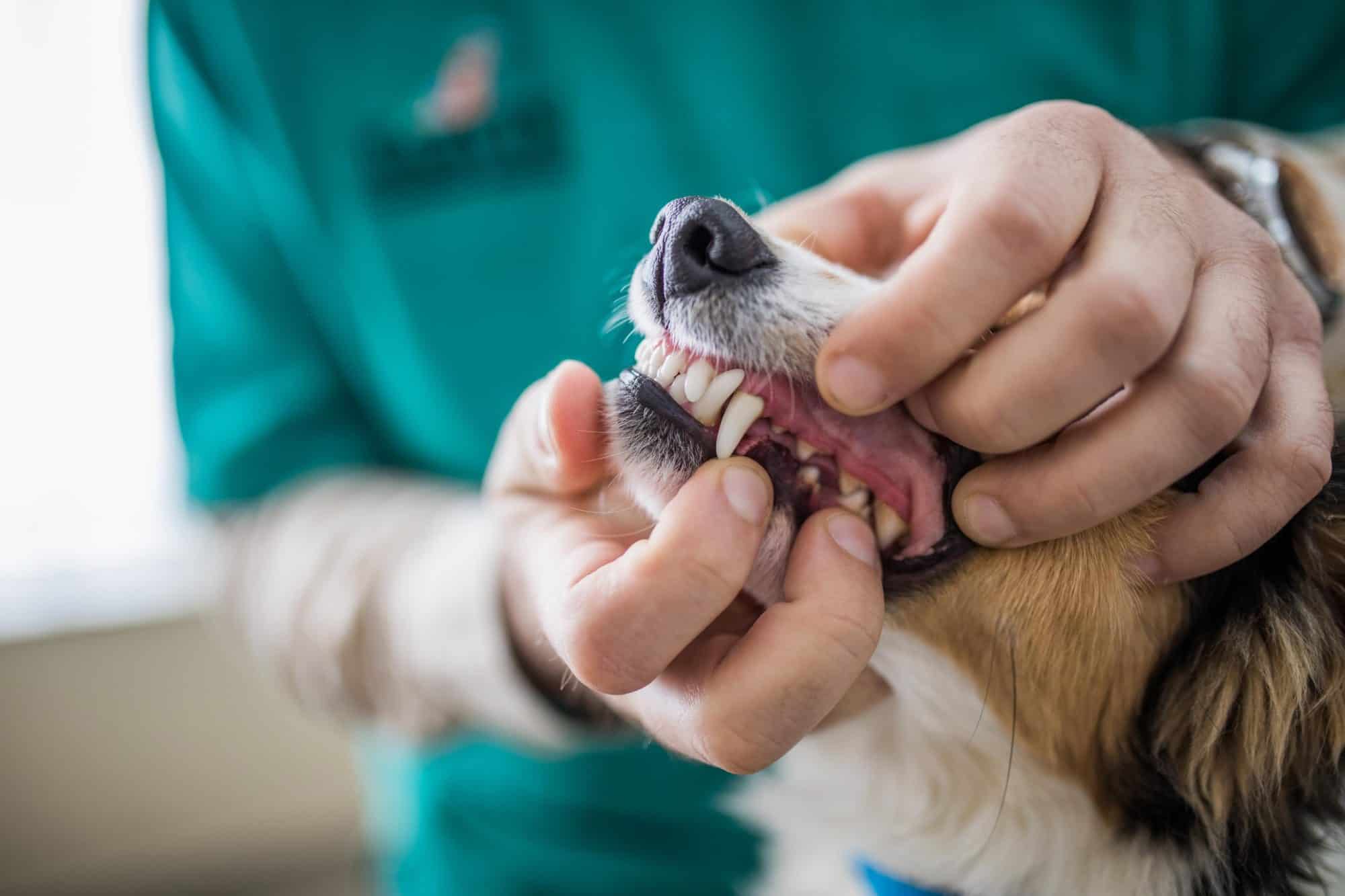 The Importance of Regular Pet Dental Check-ups