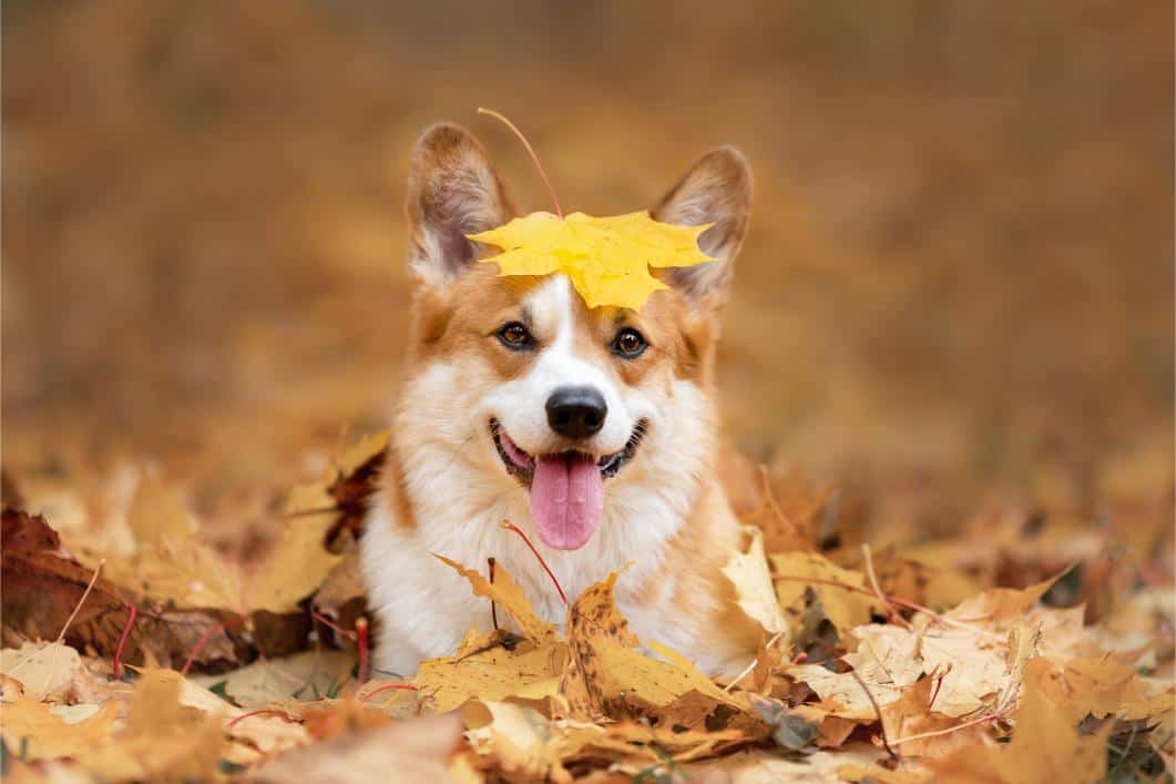 corgi in fall leaves.