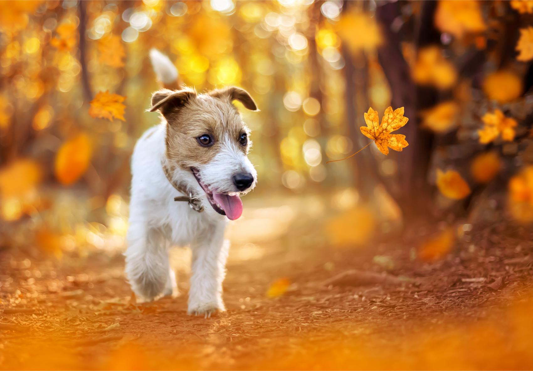 The Importance of Fall Vaccinations for Your Pets