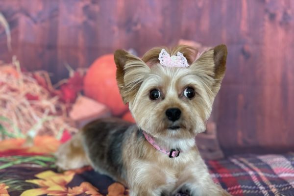 Bella