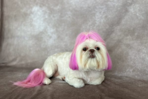 Sugar Rose 4