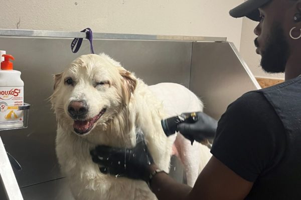 Winking Dog