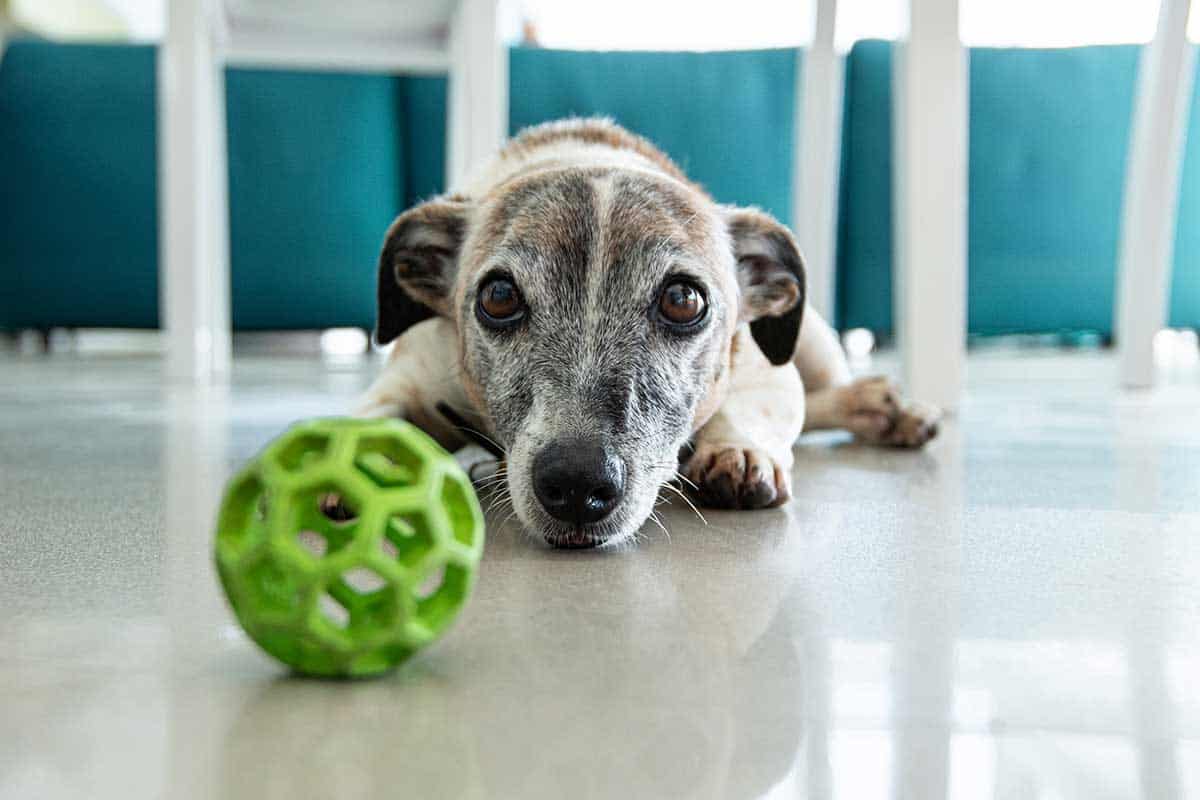 A dog laying down with its ball
